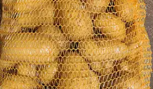 Burgonya, vöröshagyma