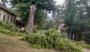 Favágás 24 órában – veszélyes fák kivágása rövid határidővel! 🌳