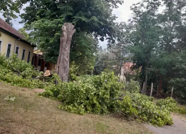Favágás 24 órában – veszélyes fák kivágása rövid határidővel! 🌳