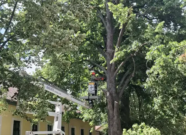 Favágás 24 órában – veszélyes fák kivágása rövid határidővel! 🌳