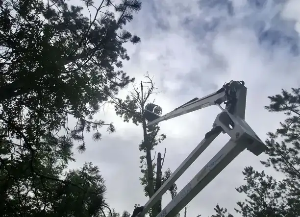 Favágás 24 órában – veszélyes fák kivágása rövid határidővel! 🌳