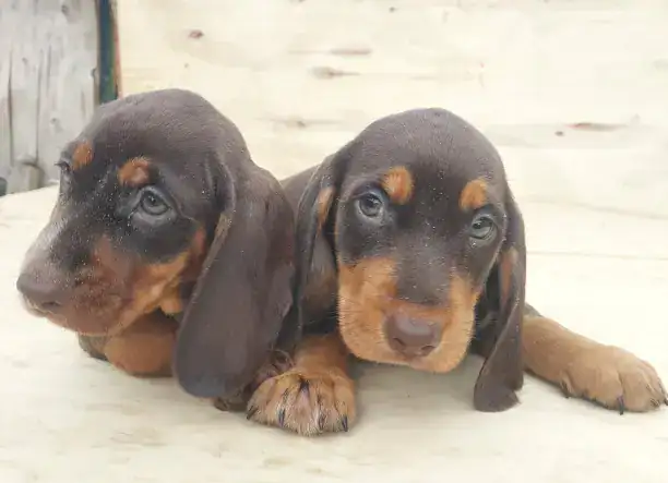 Tacskó jellegű kiskutyák.