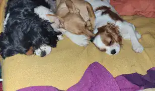 Cavalier King Cocker spániel