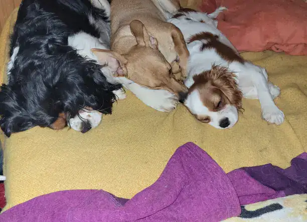 Cavalier King Cocker spániel