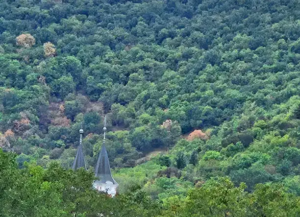 Szőlőterület telek