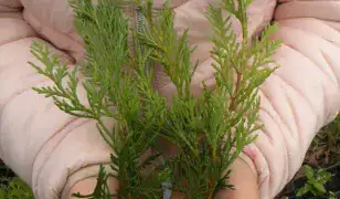 Eladó babérmeggy és lejlandii dugványok