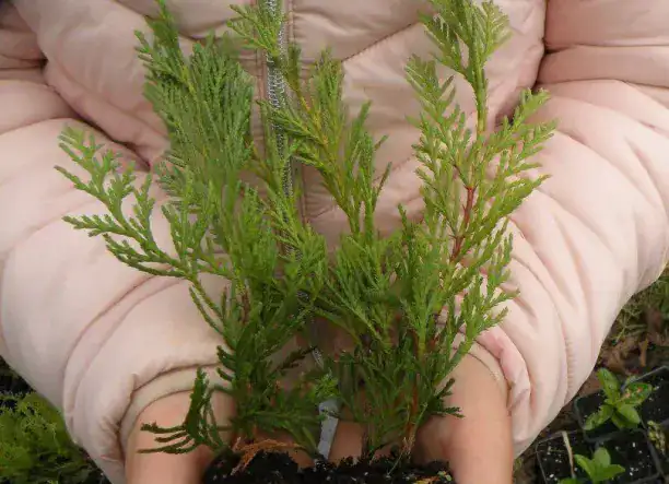 Eladó babérmeggy és lejlandii dugványok