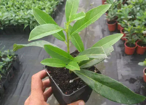 Eladó babérmeggy és lejlandii dugványok