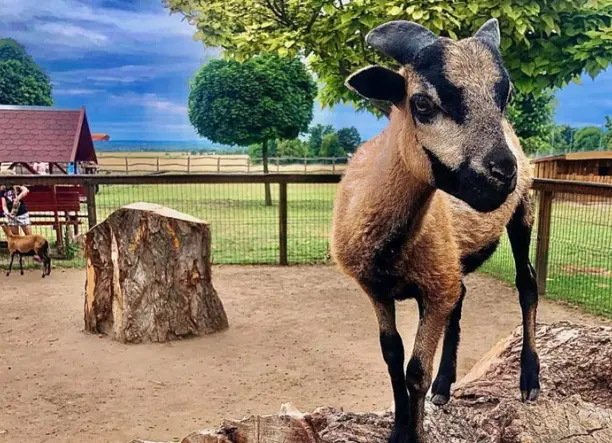 Bella Állatpark Siófok