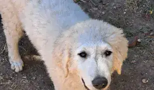 Kuvasz kiskutya