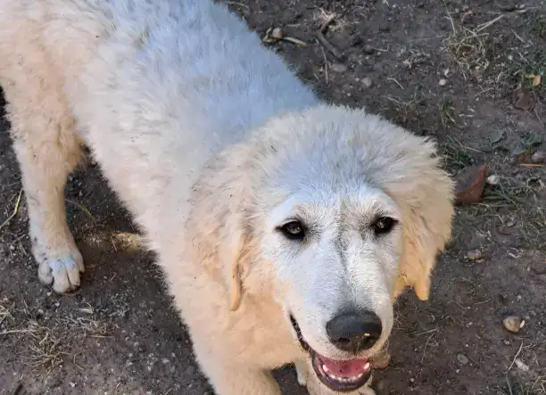 Kuvasz kiskutya