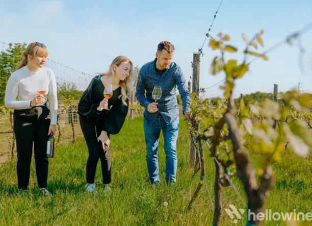 Eklézsia borkóstoló bio borokkal a több száz éves műemléki pincében