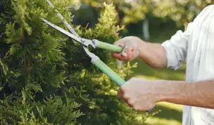 Bokrok, fák és sövények szakszerű ápolása – 60 év tapasztalattal! 🌳✂️