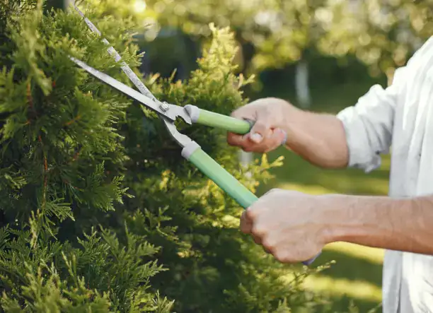 Bokrok, fák és sövények szakszerű ápolása – 60 év tapasztalattal! 🌳✂️