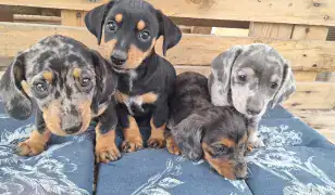 Harlekin Tacskó kiskutyák eladok