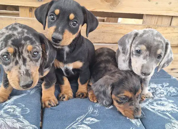 Harlekin Tacskó kiskutyák eladok