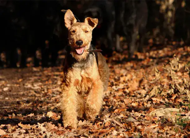 Weish terrier fiú kölyköt szeretnék venni