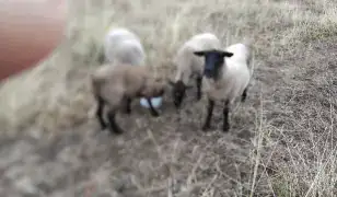 Sufolk bárànyok eladók