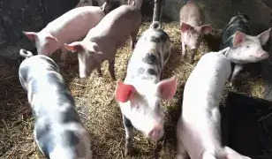 Malacok, süldők eladók