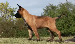 Kölyök kutya eladás