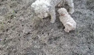 Puli kölykök Miskolcon