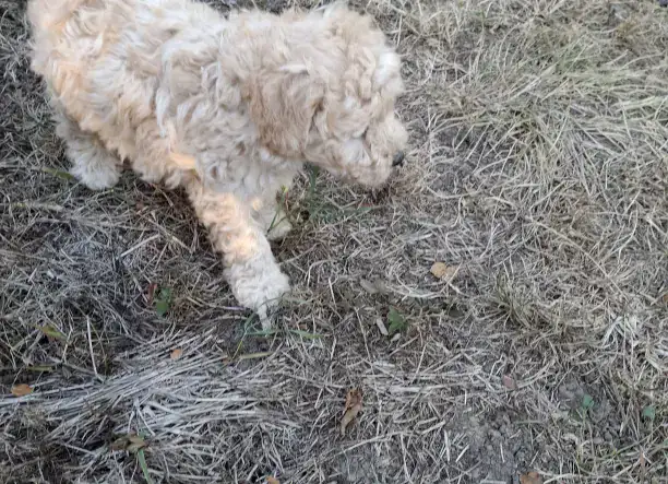 Puli kölykök Miskolcon