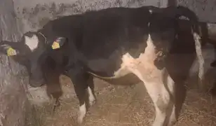 Eladó 2 db 7 hónapos üsző borjú