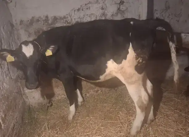 Eladó 2 db 7 hónapos üsző borjú