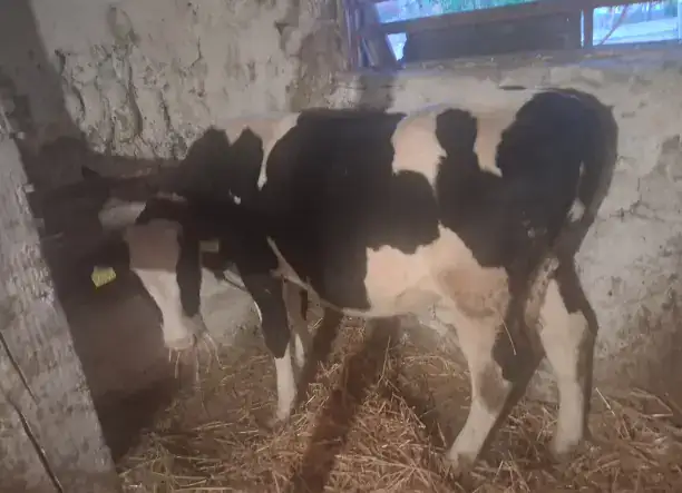 Eladó 2 db 7 hónapos üsző borjú