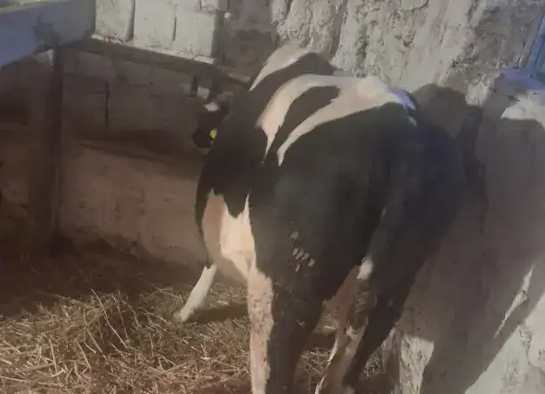 Eladó 2 db 7 hónapos üsző borjú