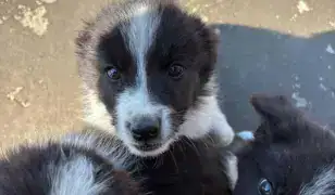 Border Collie kiskutyák Győr-Moson-Sopron megyében