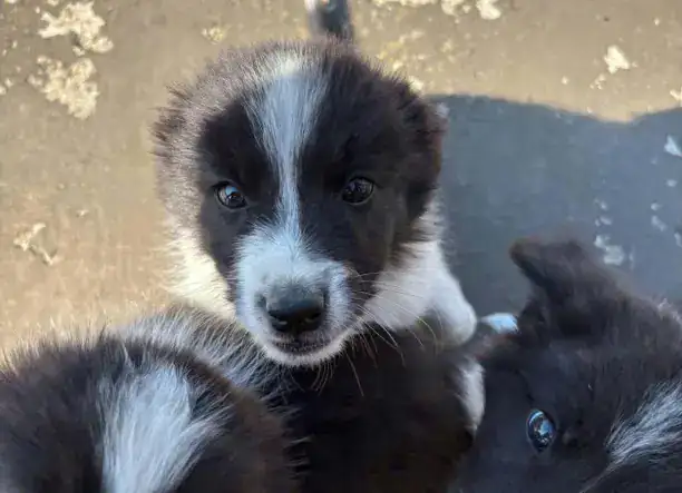 Border Collie kiskutyák Győr-Moson-Sopron megyében