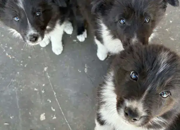 Border Collie kiskutyák Győr-Moson-Sopron megyében