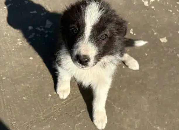 Border Collie kiskutyák Győr-Moson-Sopron megyében