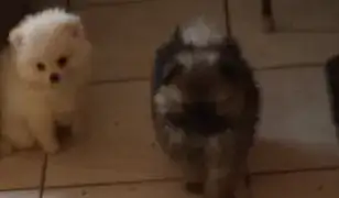 Pomerániai törpespiccek Kunszentmiklóson