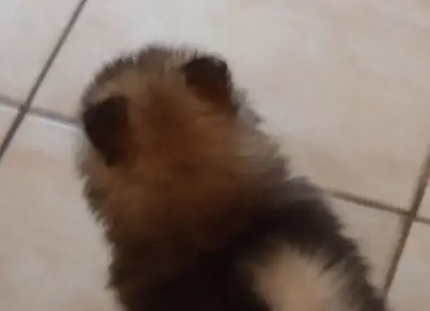 Pomerániai törpespiccek Kunszentmiklóson