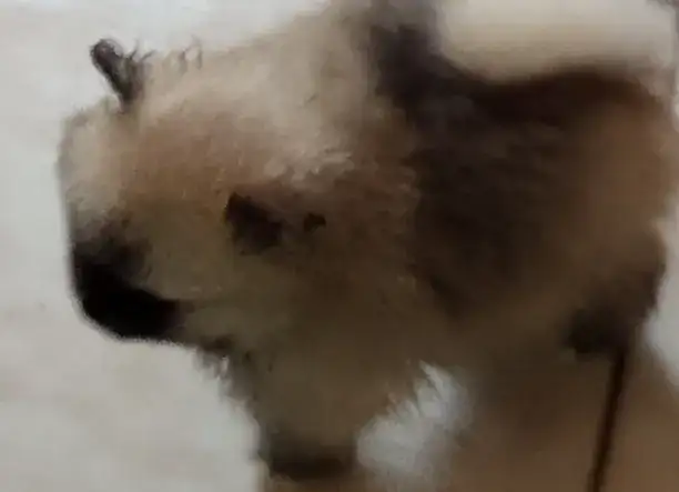 Pomerániai törpespiccek Kunszentmiklóson