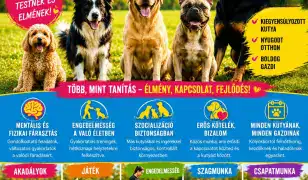 🐶 Boldog kutya, kiegyensúlyozott gazdi – Füzesi GazdiSuli! 🐾