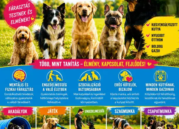 🐶 Boldog kutya, kiegyensúlyozott gazdi – Füzesi GazdiSuli! 🐾