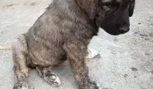 Kutya sétáltatást és gondozást vállalok