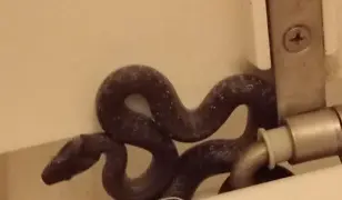 kártevőitrás, nyestmentesítés, állatbefogás