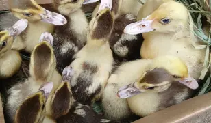 Előnevelt némakacsák költöznének.