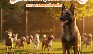 kutyapanzió és napközi
