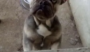 Trricolor kan francia bulldog eladó