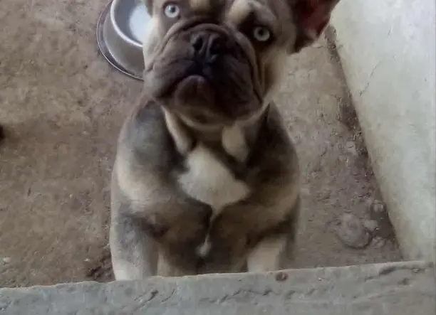 Trricolor kan francia bulldog eladó