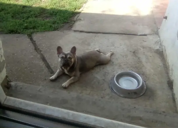 Trricolor kan francia bulldog eladó