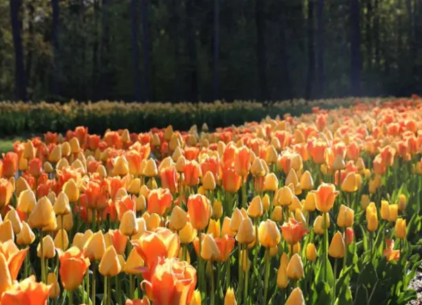 4 napos szlovéniai körutazás tulipánvirágzás idején, busszal, félpanzióval, 3*-os szállással