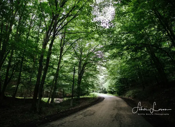 Erdei esküvői helyszín a Börzsönyben
