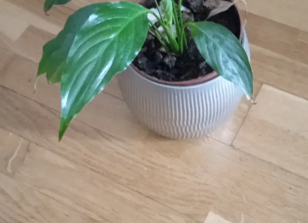 Légtisztító vitorla virág eladó