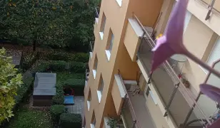 Virágzó bíbor pletykák virágládával